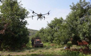 极飞植保无人机如何助力果树高效种植？