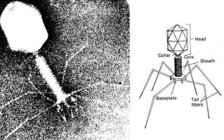 纳米机器人如何精准改变人类基因？