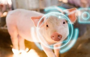 AI养猪如何改变传统养殖模式？