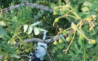 无人机挂在树上怎么办