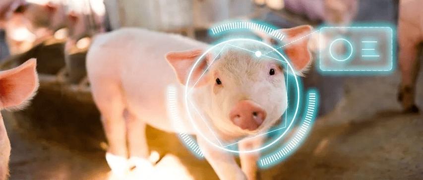 AI养猪如何改变传统养殖模式？-第1张图片-广州国自机器人