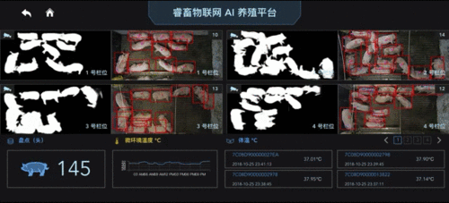 AI养猪如何改变传统养殖模式？-第2张图片-广州国自机器人