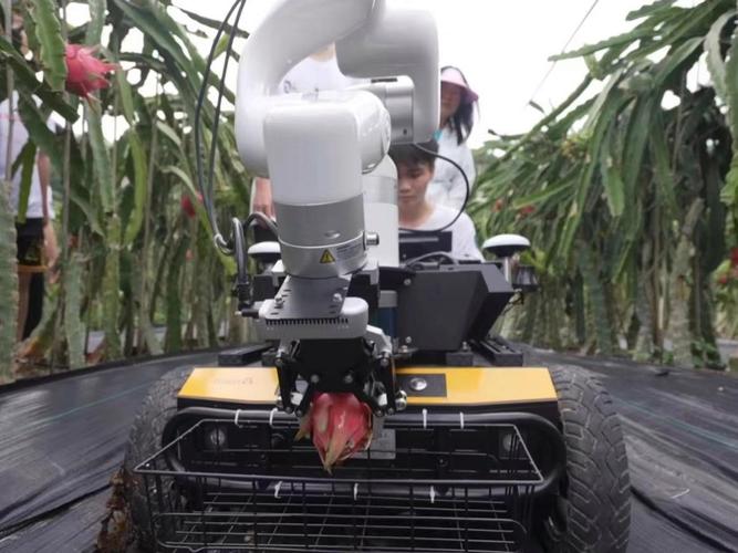 摘果机器人如何实现精准高效采摘？-第1张图片-广州国自机器人