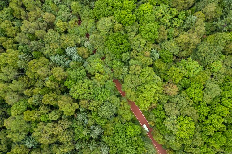 无人机森林穿越旅游，安全吗？-第1张图片-广州国自机器人