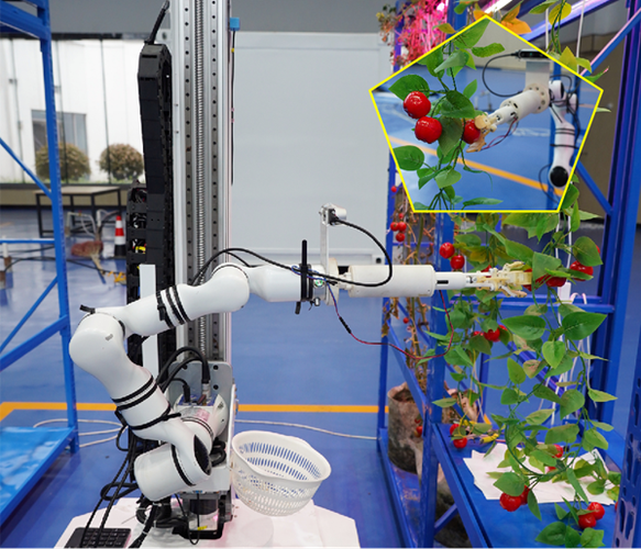 西红柿采摘葡萄机器人-第1张图片-广州国自机器人
