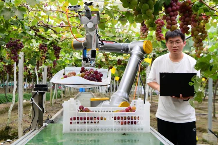 西红柿采摘葡萄机器人-第2张图片-广州国自机器人