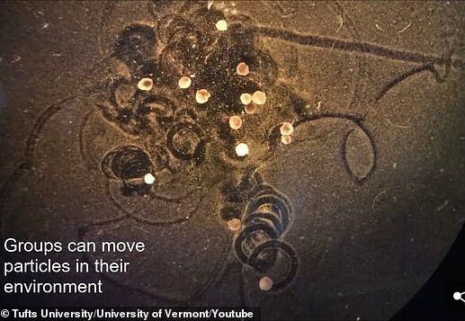 青蛙细胞活体机器人是啥？能干啥？-第1张图片-广州国自机器人