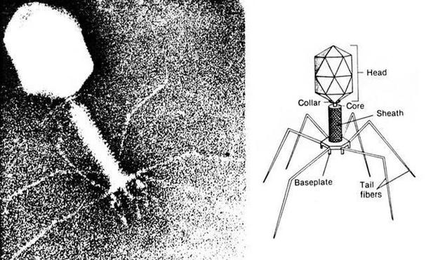纳米机器人如何精准改变人类基因？-第1张图片-广州国自机器人