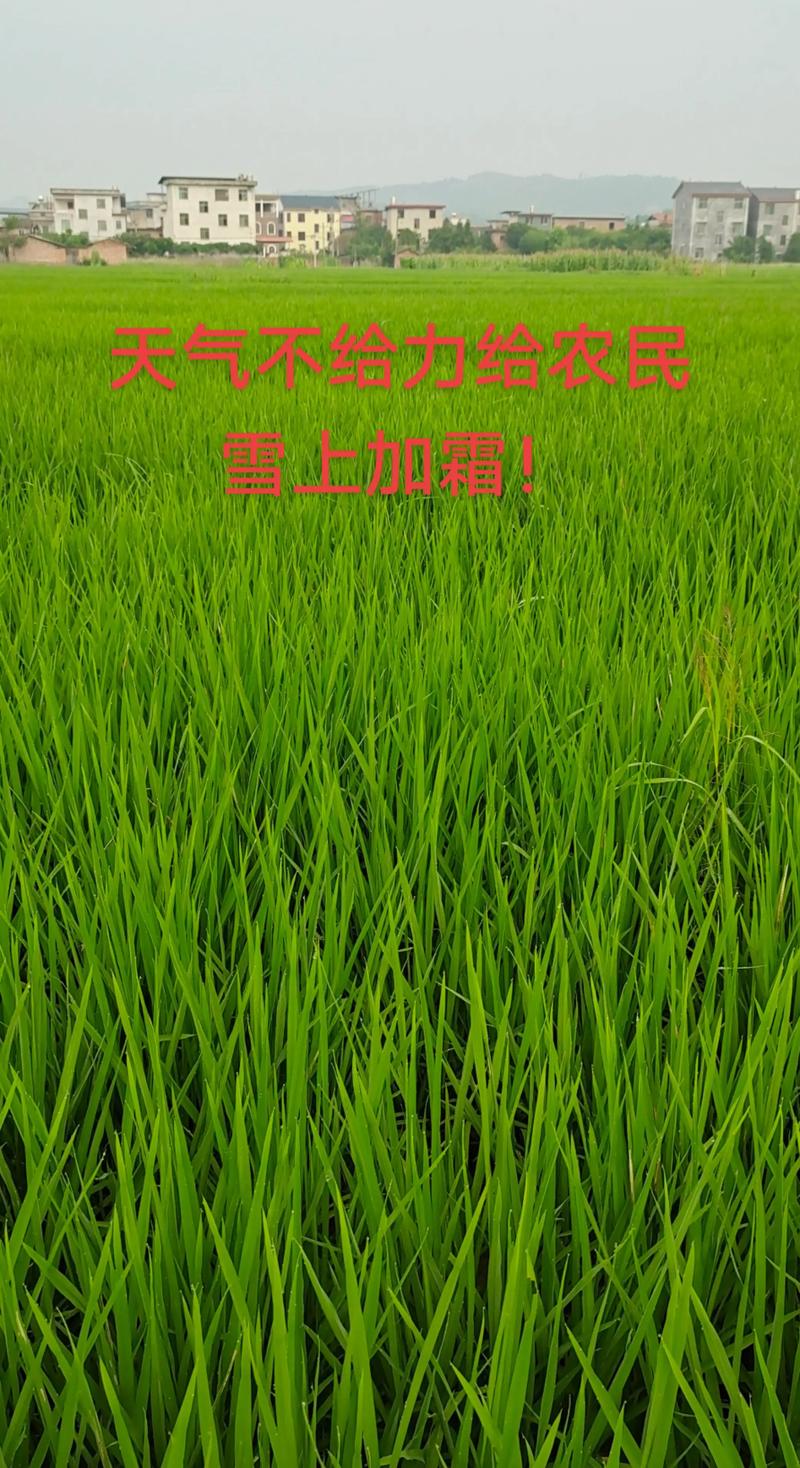 无人机飞防植保队名片有何作用?-第2张图片-广州国自机器人 无人机飞防植保队名片有何作用?-第2张图片-广州国自机器人